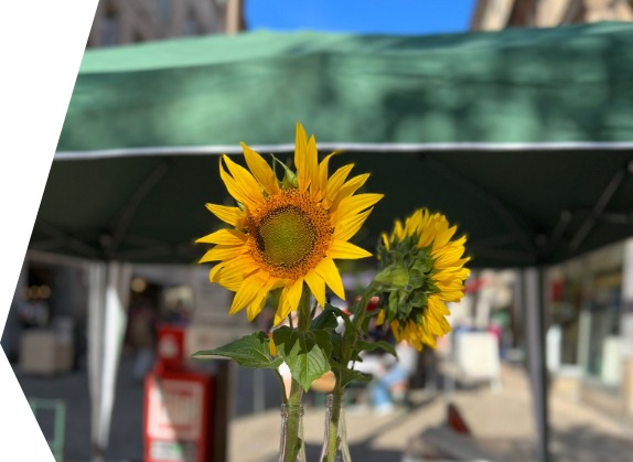 Sonnenblume vor Straßenzug
