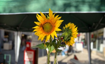 Sonnenblumen im Freien